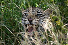 leopards akeru IMG_4756.JPG